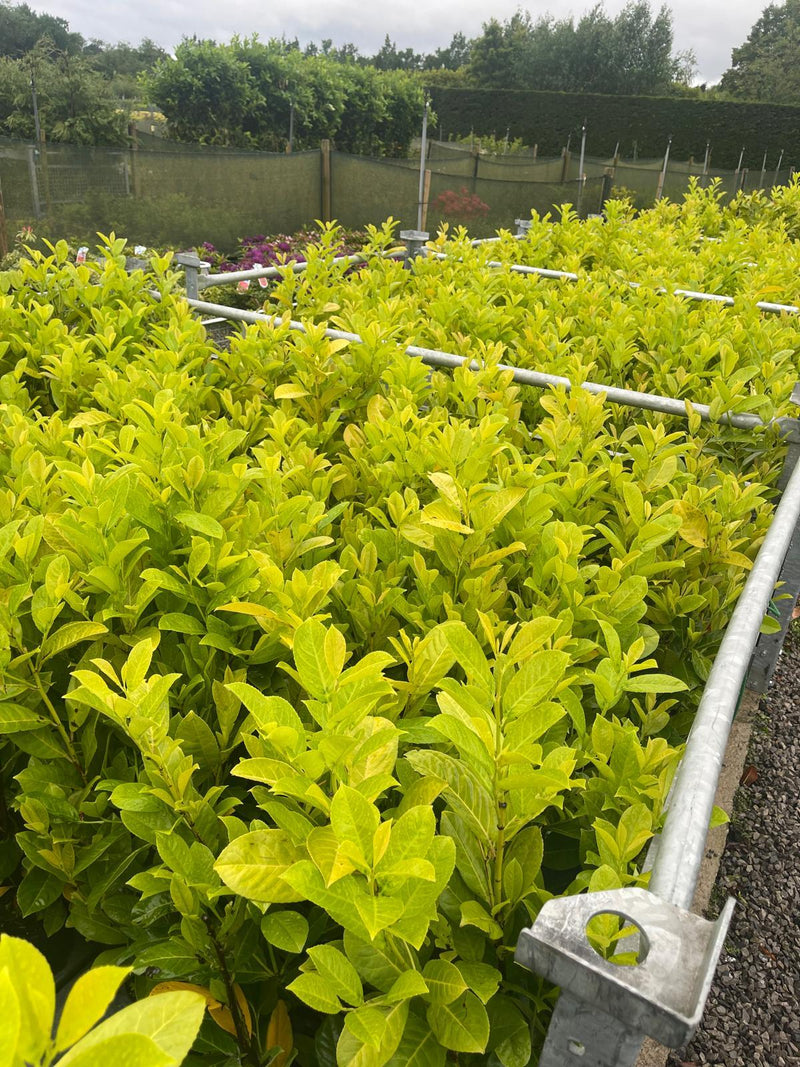 Cherry Laurel Hedging 60/80cm 3 Litre Clearance x 50
