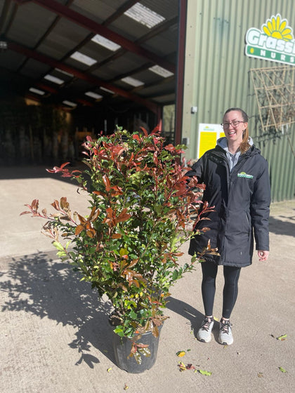 Photinia Serrulata Vulcano 25 Litre Pot