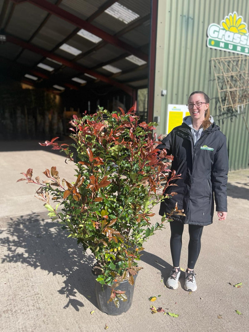 Photinia Serrulata Vulcano 25 Litre Pot