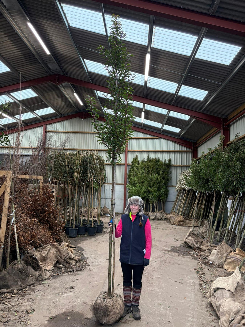 Prunus Lusitanica Brenelia 12-14cm Girth Full Standard 180cm Stem Pre Order/Ready For June