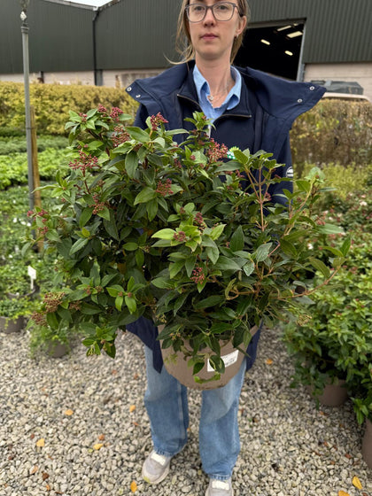 Viburnum Tinus Eve Price 10 Litre Pot