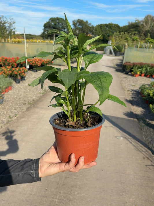 Echinacea Purpurea White 2 Litre Pot