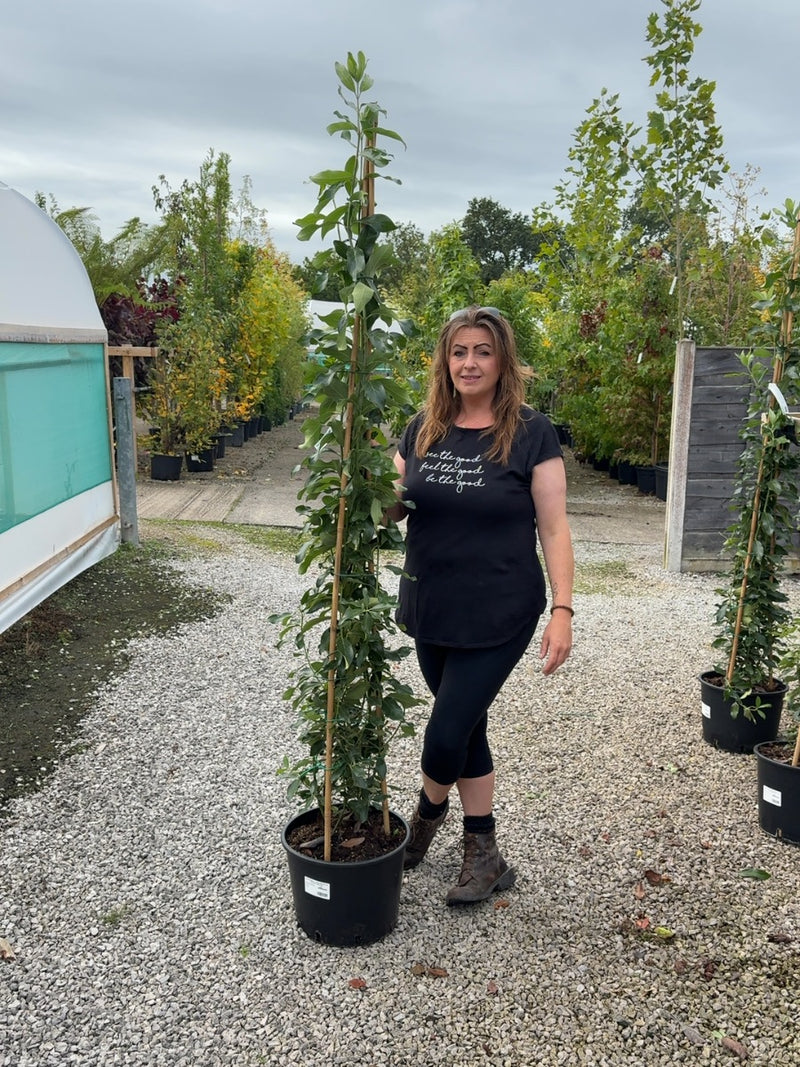 Garrya Elliptica James Roof 20 Litre Pot 150-175cm Tall