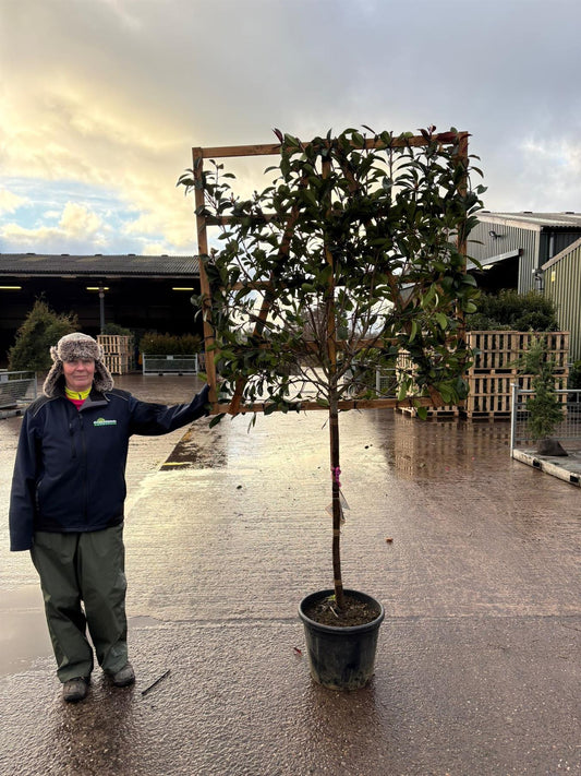 Photinia Red Robin Pleached 100cm Stem 120 x 120 cm Frame