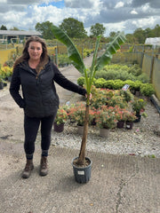 Musa Basjoo 9 Litre Pot