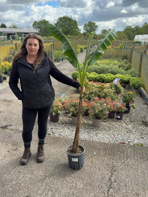 Musa Basjoo 9 Litre Pot