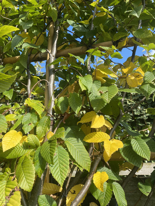 Carpinus Betulus Pleached Wall Frame 180cm Tall x 110cm Wide