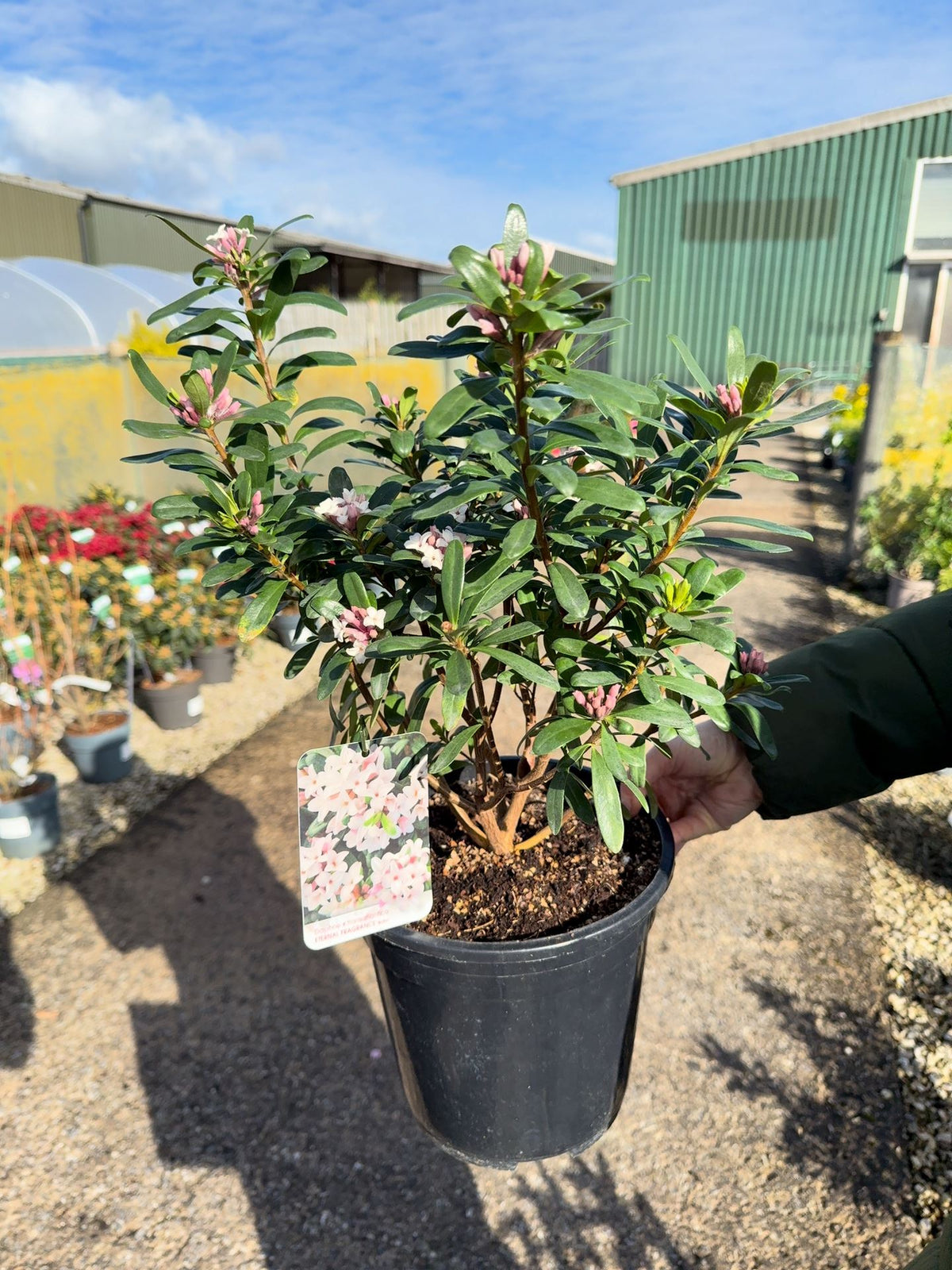 Daphne Transatlantica Eternal Fragrance 4.5 Litre Pot