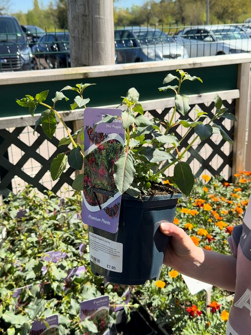 Fuchsia Mrs Popple 2 Litre Pot