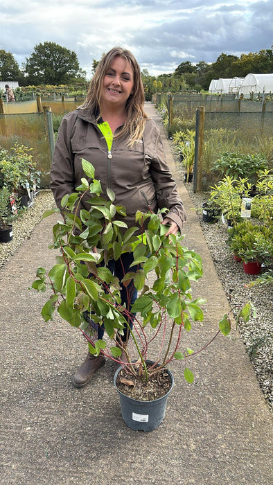Cornus Baton Rouge 10 Litre Pot
