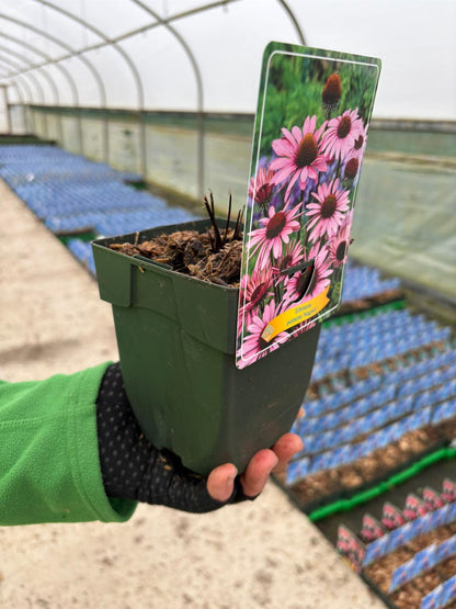 Echinacea Rubinstern  11cm Pot