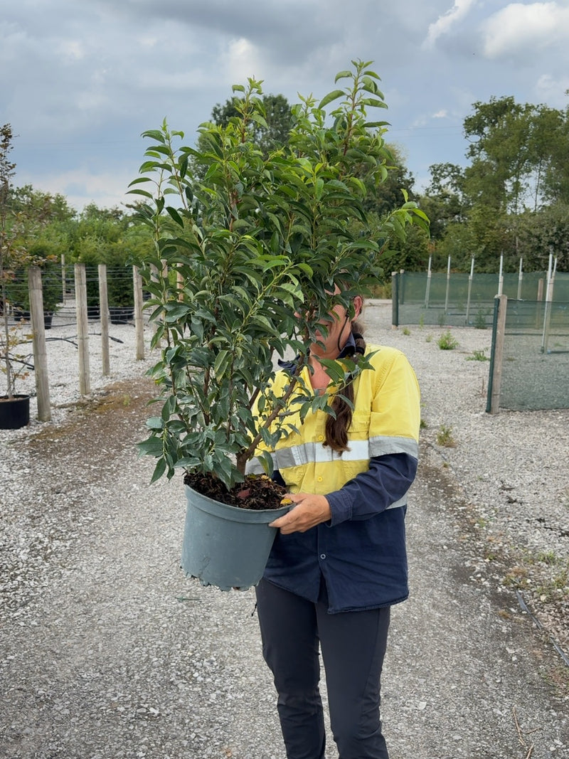 Prunus L. Myrtifolia Portuguese Laurel 7 Litre 80-100cm
