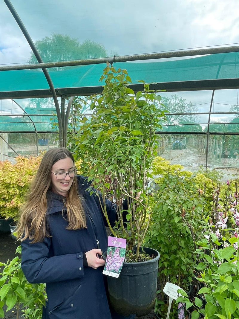 Syringa Amythyst 6 Litre Pot