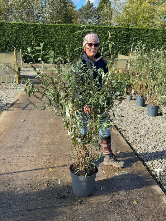 Buddleja davidii Black Knight 12 Litre Pot 80-100cm