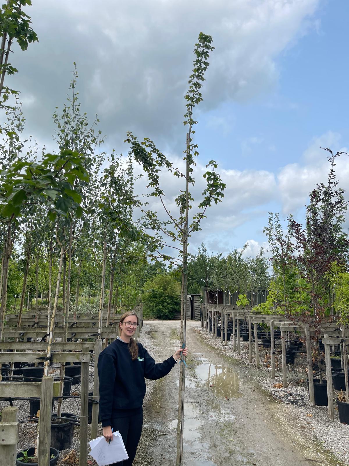 Acer Campestre Std 6/8cm Girth Root Ball Delivery From November Onwards