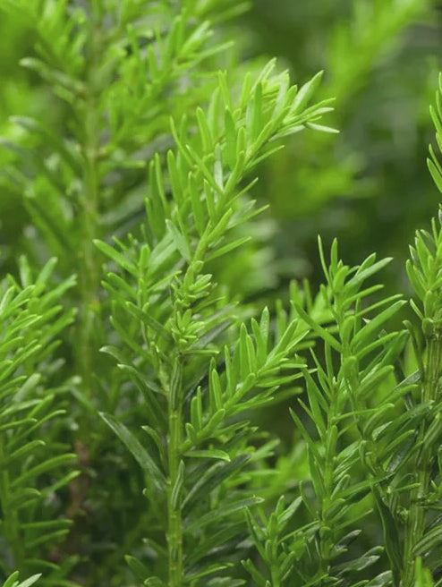 Taxus Renkes Kleiner 100cm Dome