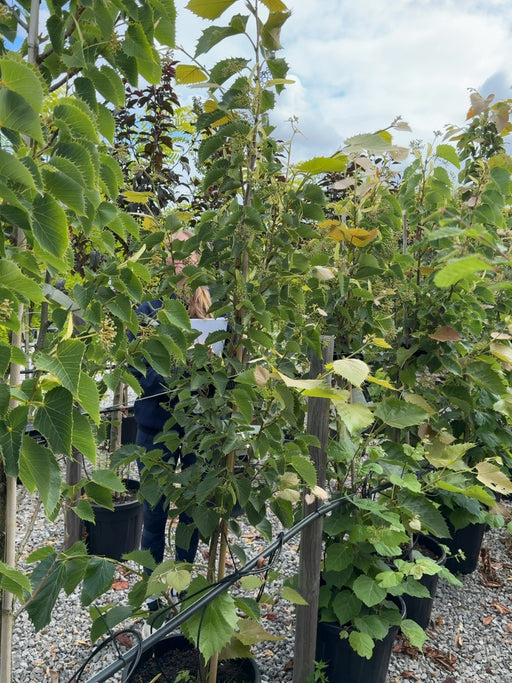Tilia Henryana 15 Litre Pot