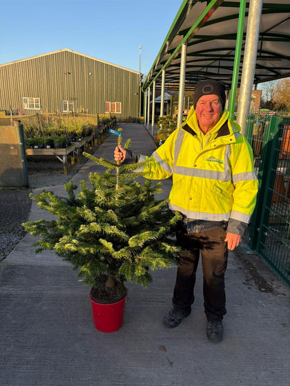 Abies Nordmannia 120cm 10 Litre Pot Grown
