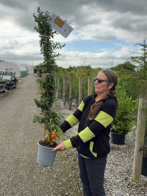 Pyracantha Golden Glow 4.5 Litre Pot 80/100cm