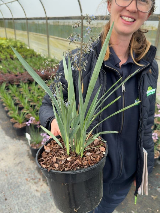 Dianella caerulea - Blue Flax Lily 3 Litre Pot