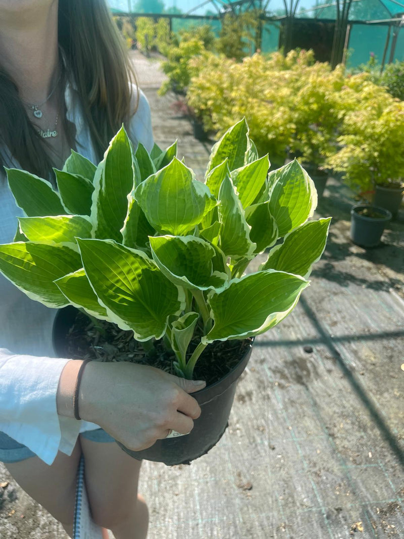 Hosta Albomarginata 7.5 Litre Pot