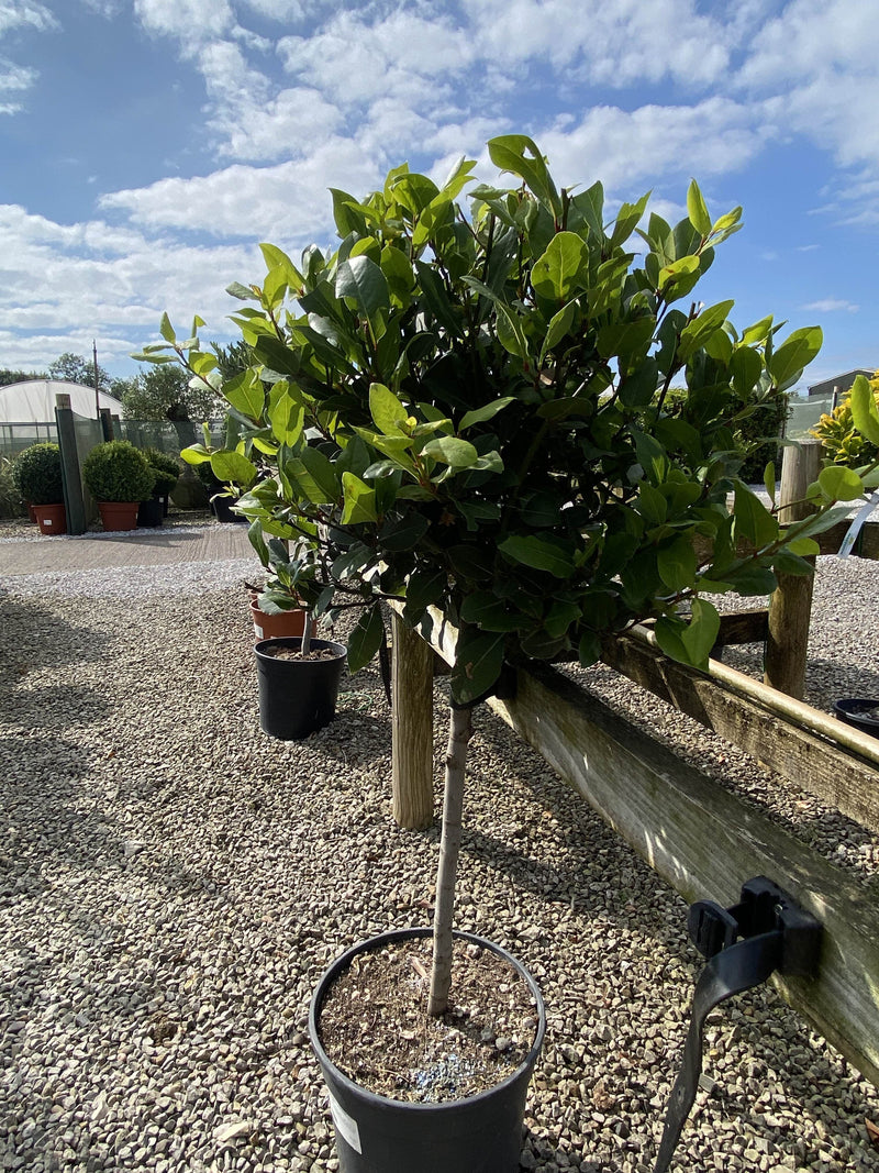 Laurus Nobilis 1/4 Standard 50 Stem 35-40 cm Head