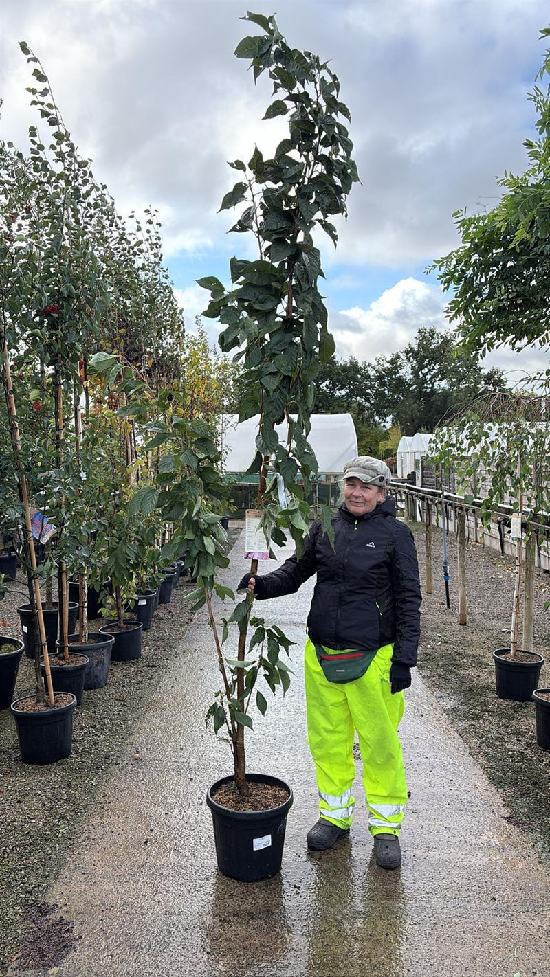 250 litre plant pots Prunus Amanogawa 20 Litre Pot 250/300cm — Grasslands Nursery