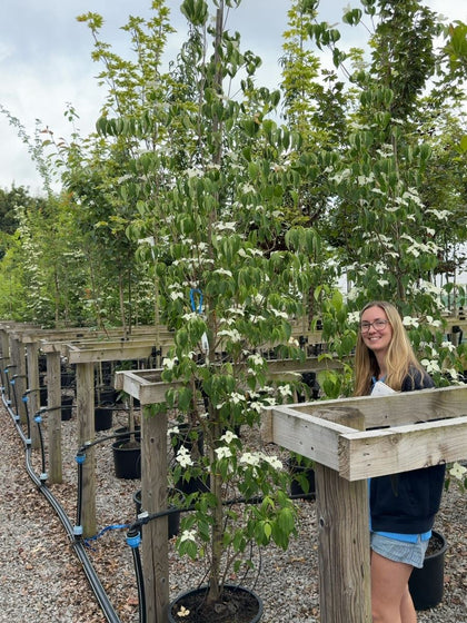 Cornus Kousa China Girl 8/10cm Girth