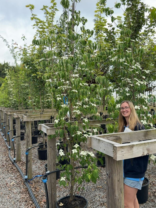 Cornus Kousa China Girl 8/10cm Girth Root Ball Delivery November Onwards