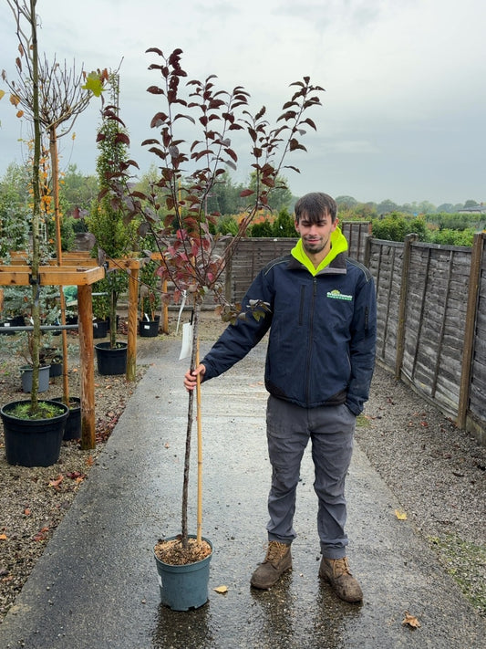 Prunus Cistena Half Standard 10 Litre Pot
