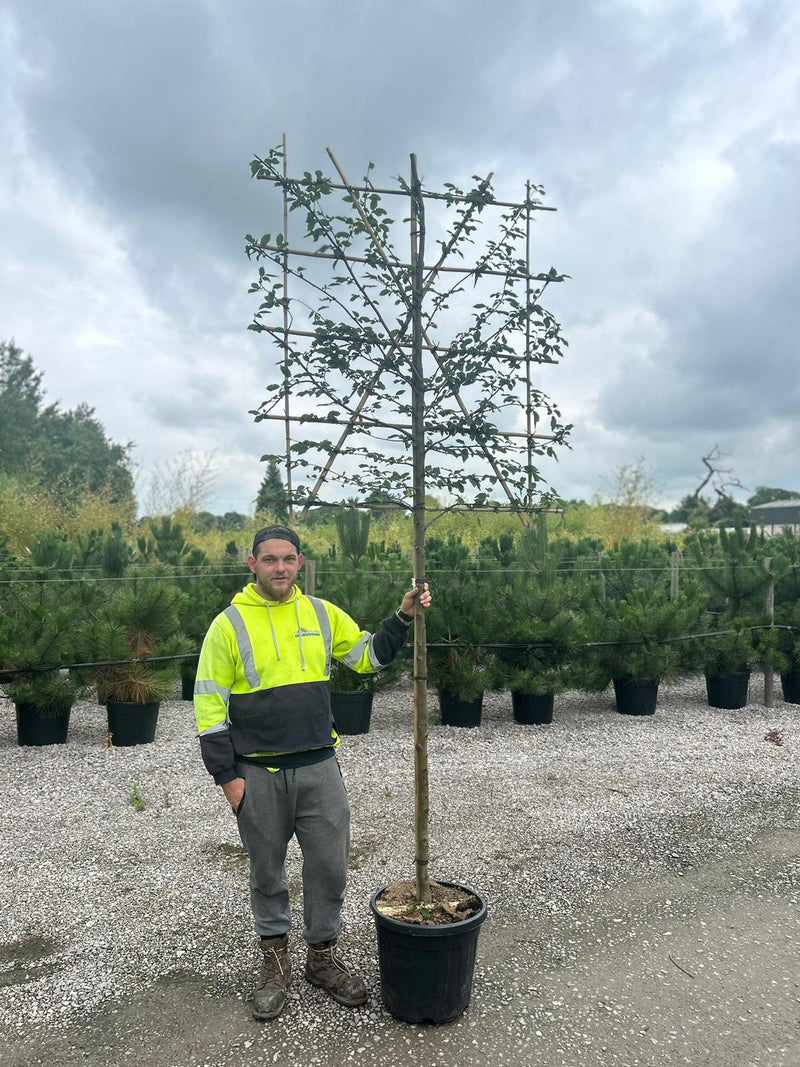Carpinus or Hornbeam Pleached Standard 150 Trunk 8/10 Girth 140High x 120 Wide Frame
