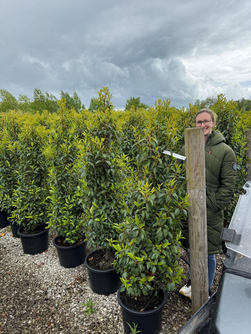 Portuguese Laurel Hedging 140-150cm 25 Litre Pot
