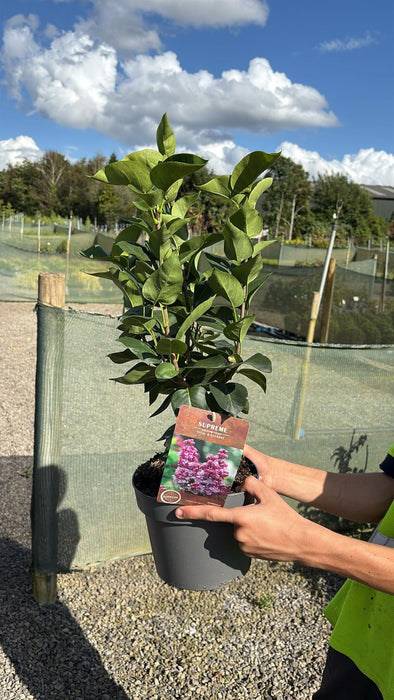 Syringa Michel Buchner 4 Litre Pot 40/60cm