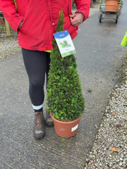 Yew Taxus Baccata Cone 10 Litre Pot 70/80cm