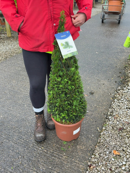 Yew Taxus Baccata Cone 10 Litre Pot 70/80cm