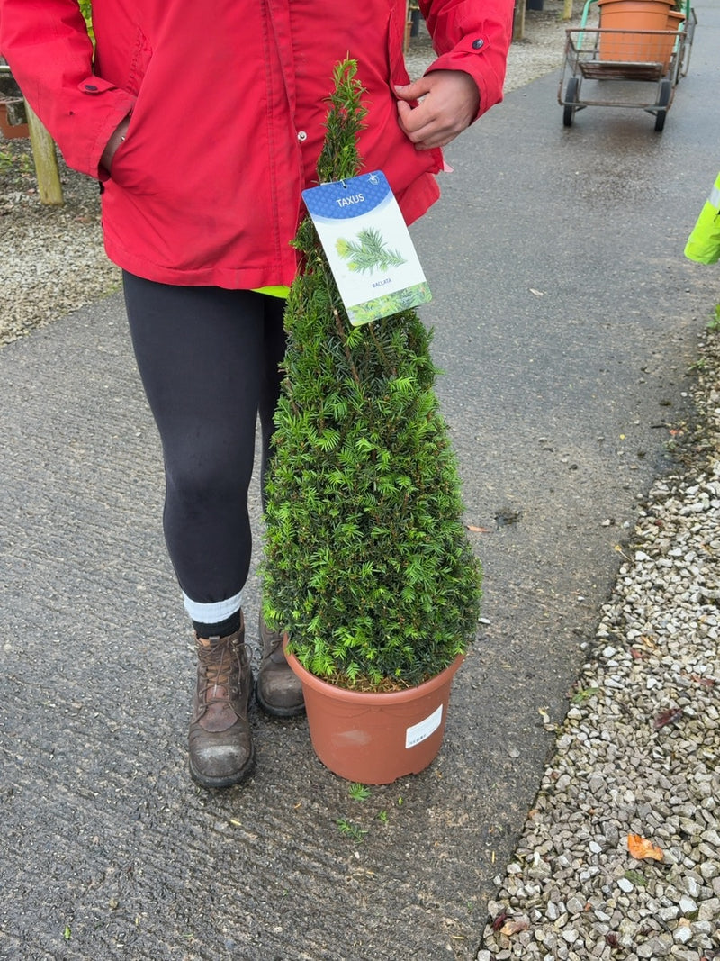 Yew Taxus Baccata Cone 10 Litre Pot 70/80cm