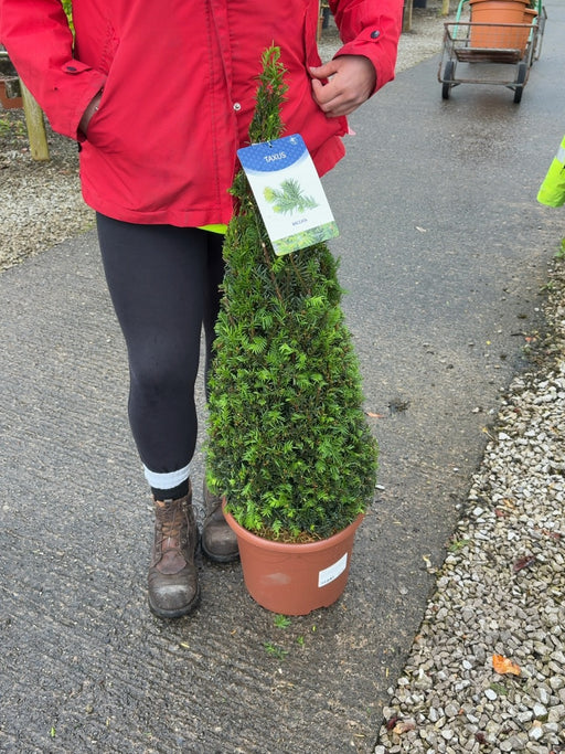 Yew Taxus Baccata Cone 10 Litre Pot 70/80cm