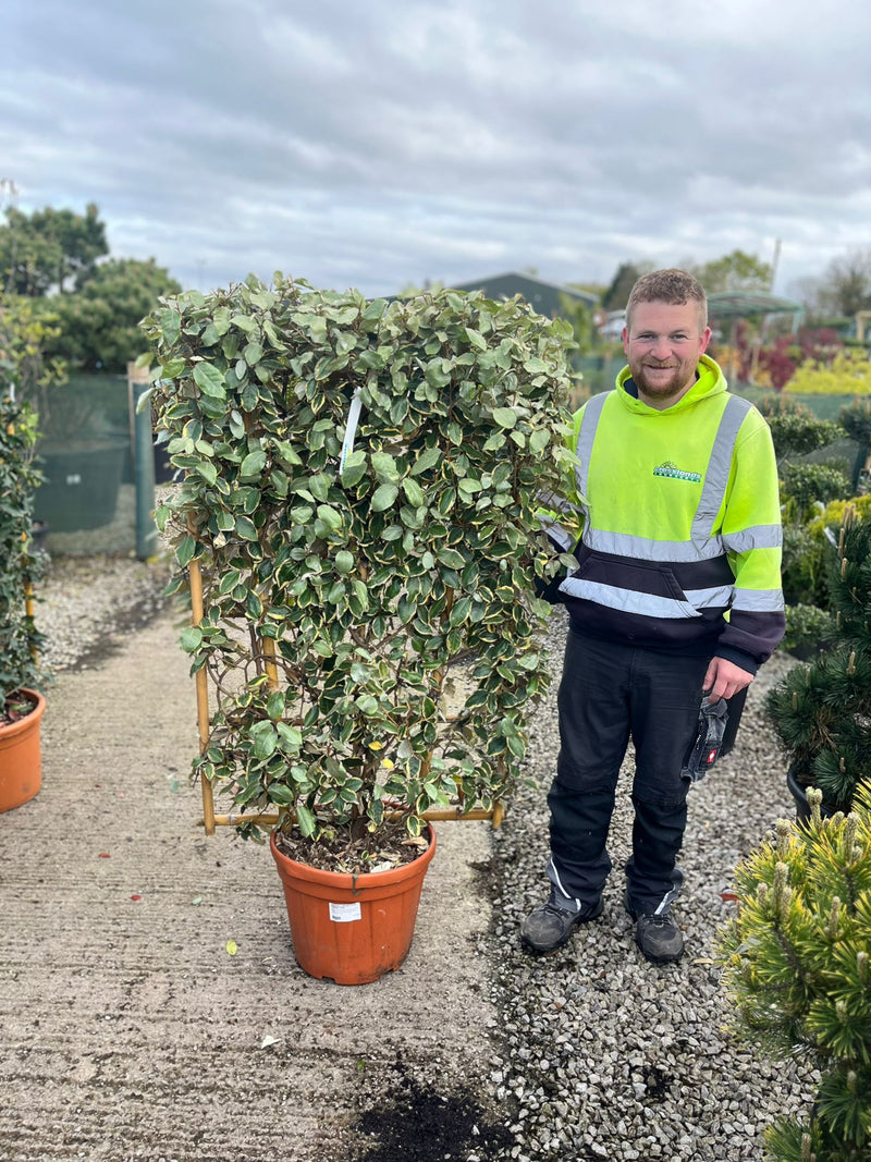 Elaeagnus x Vivileg Pleached Wall Frame 120cm Tall x 80cm