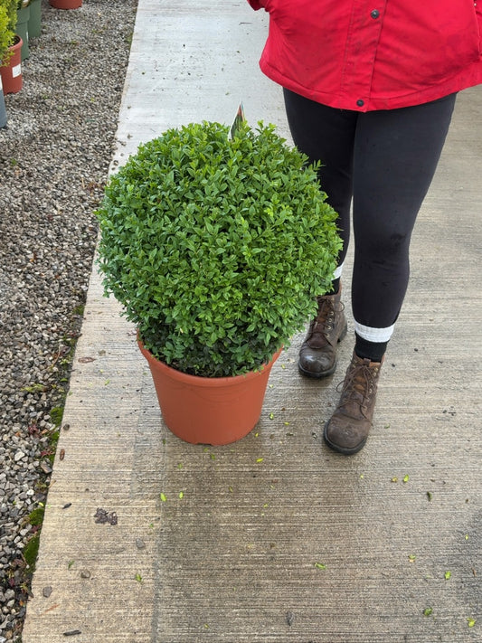 Buxus Ball 20 Litre Pot 50/55cm