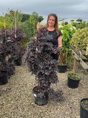 Loropetalum Chinense Black Pearl 20 Litre 100-125cm