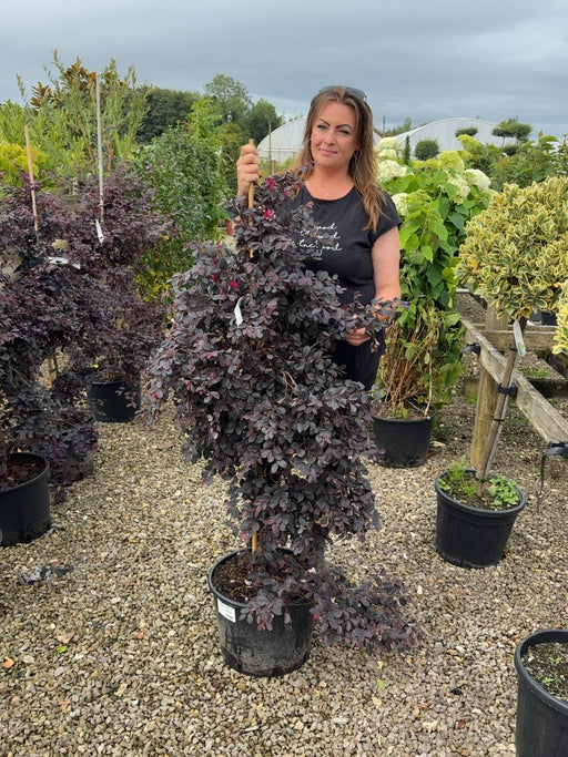 Loropetalum Chinense Black Pearl 20 Litre 100-125cm