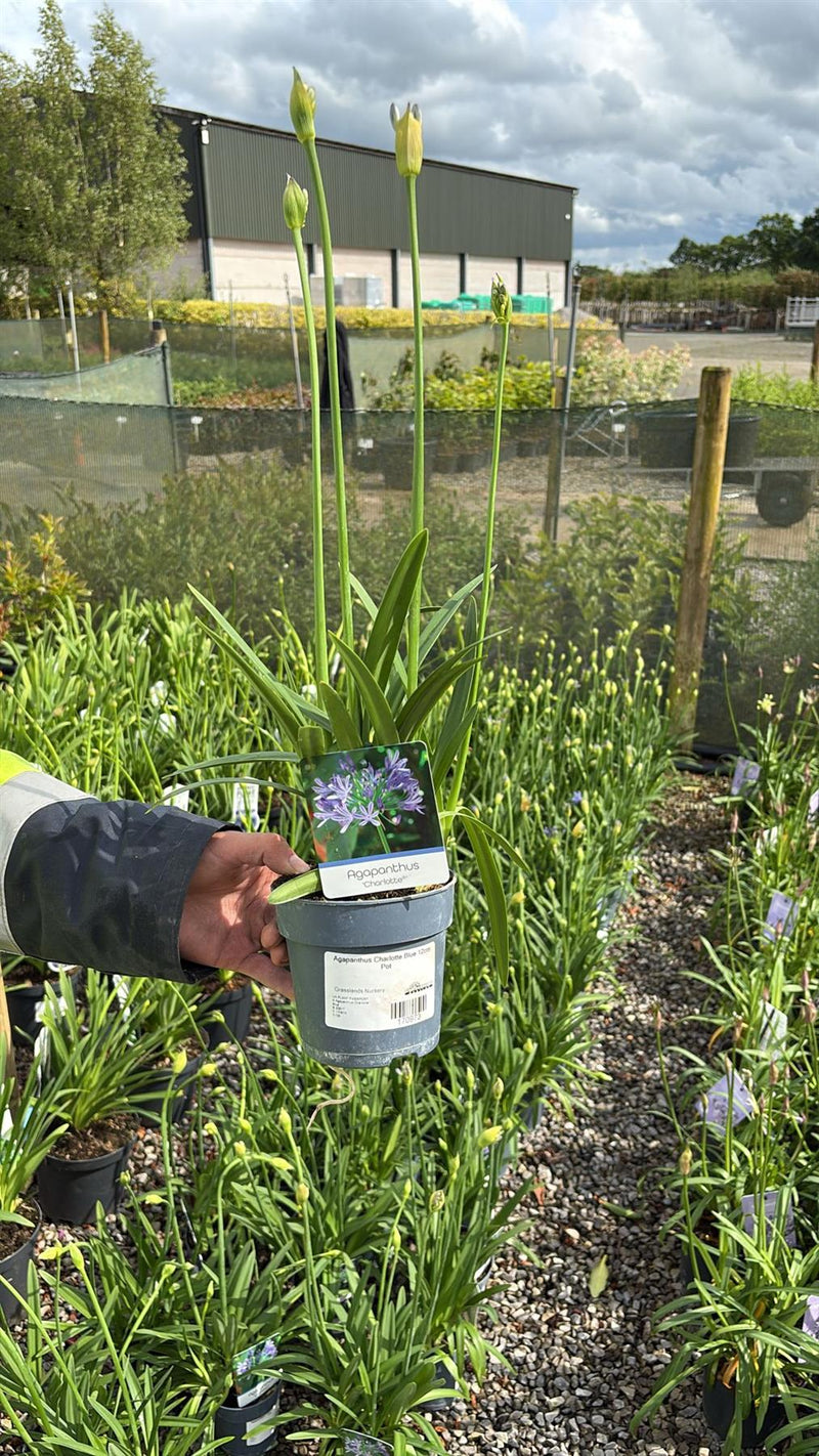 Agapanthus Charlotte Blue 12cm Pot