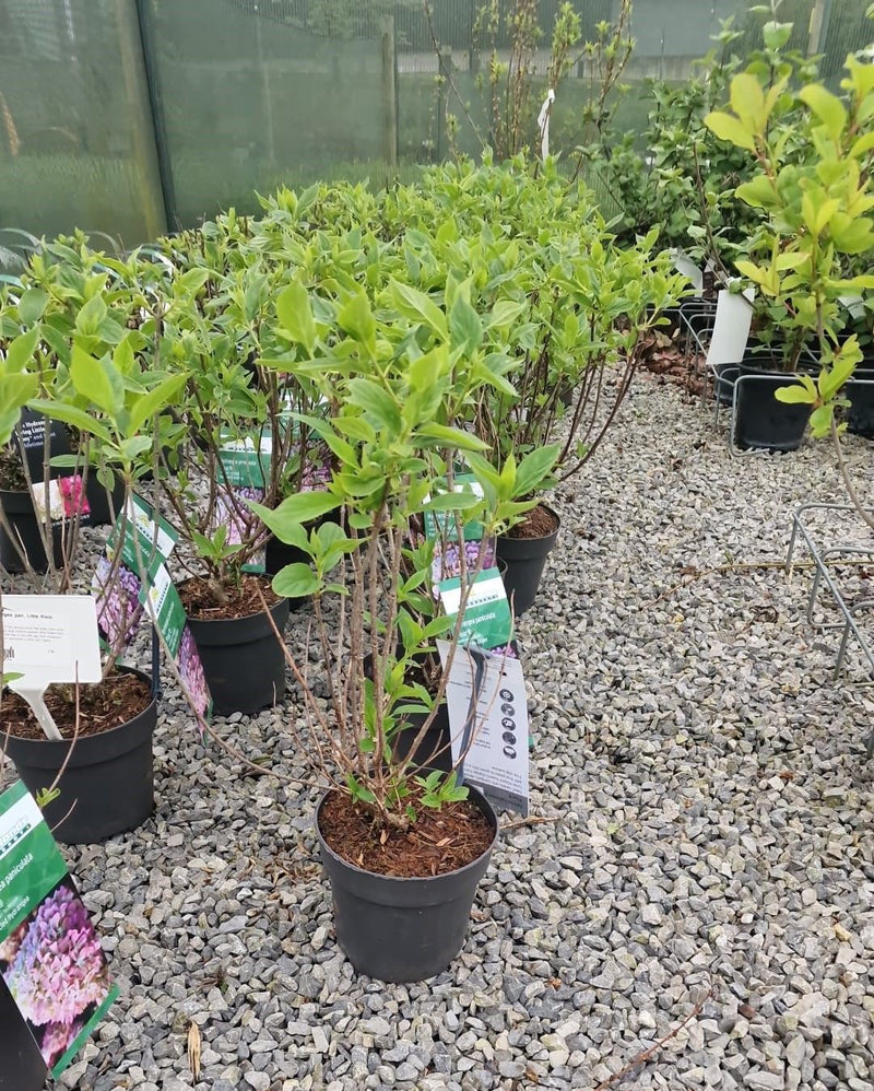 Hydrangea Paniculata Pixio 2.5 Litre Pot