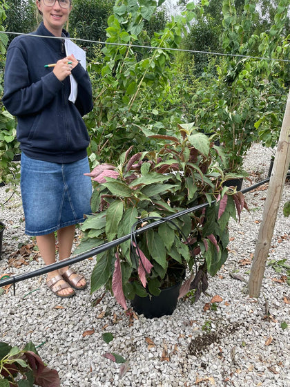 Hydrangea Aspera Rosemary Foster 20 Litre Pot 60/80cm