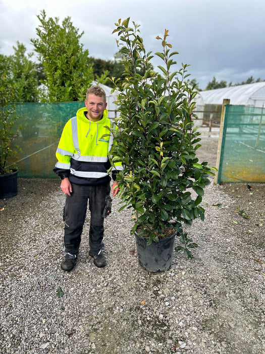 Photinia Red Robin 35 Litre Pot 160-180 cm