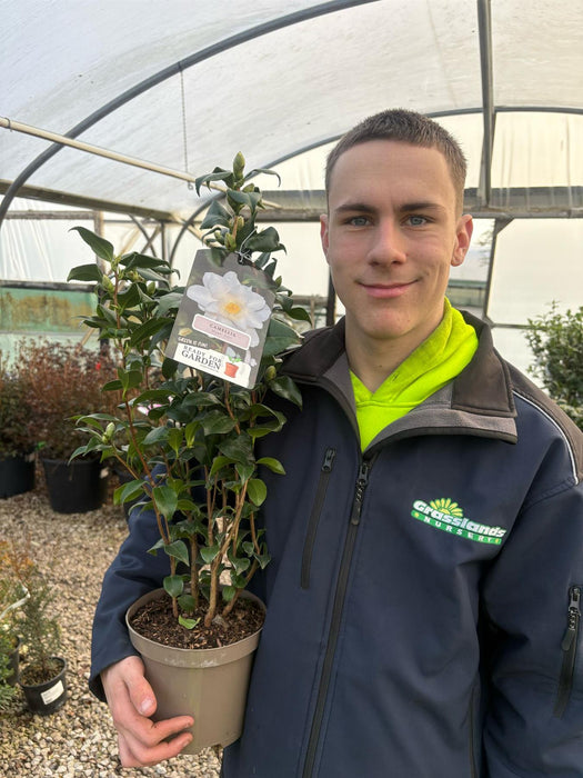 Camellia Japonica Myaki Dori 3 Litre Pot