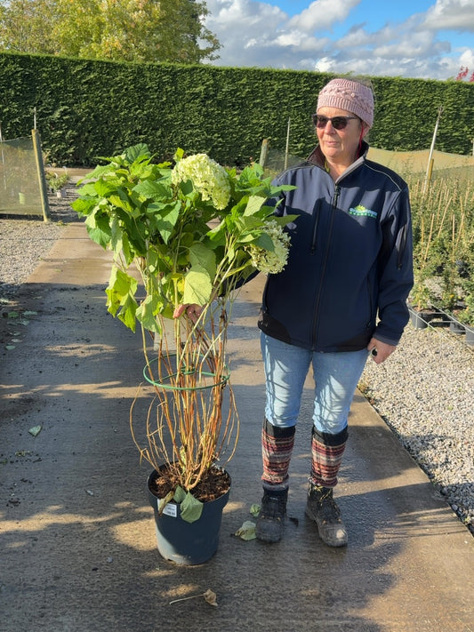 Hydrangea Arborescens Annabelle 12 Litre Pot 80/100cm