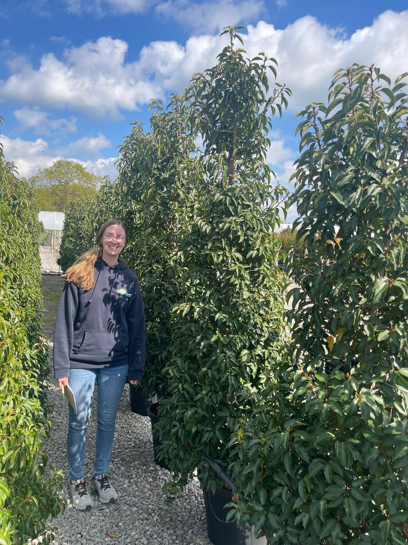 Portuguese Laurel Angustifolia Extra Wide 200cm+ 55 Litre Pot