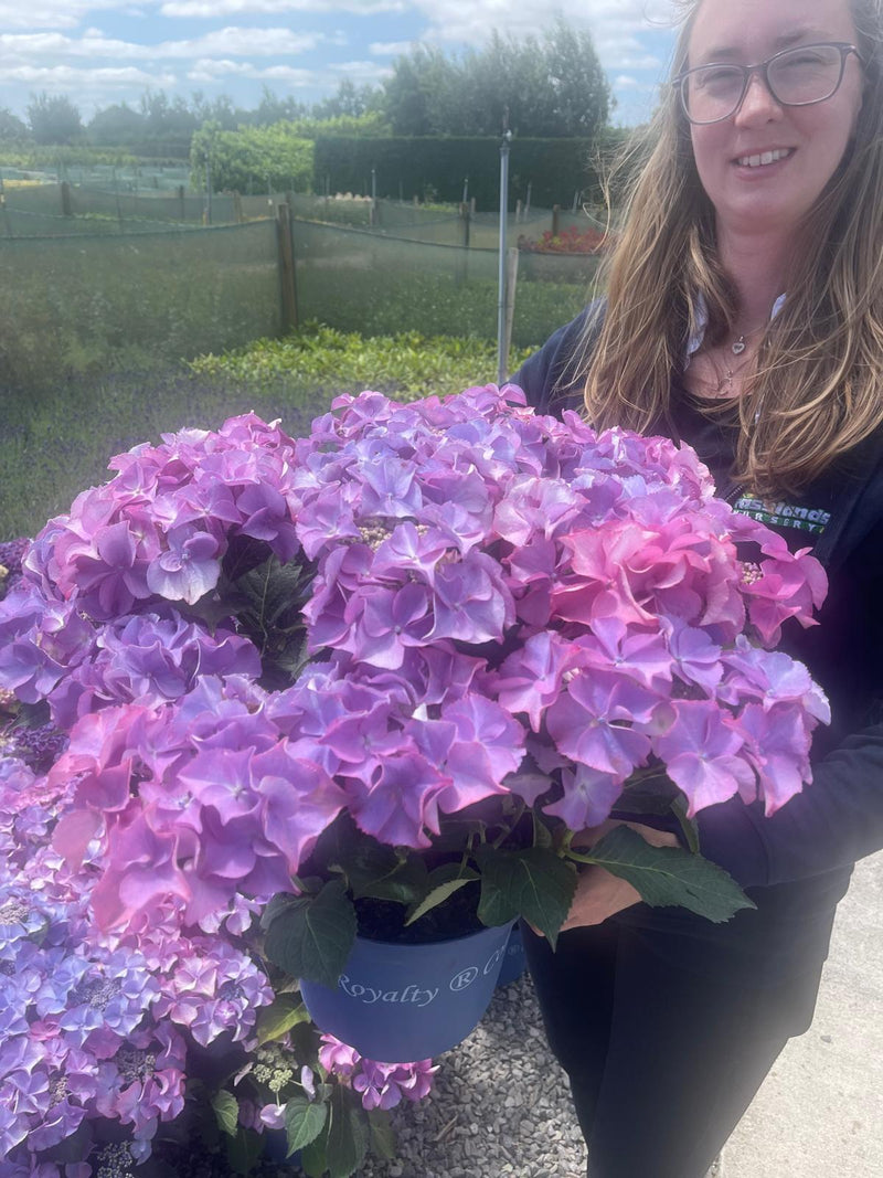 Hydrangea Mac. Royalty Tiffany Purple 5 Litre Pot