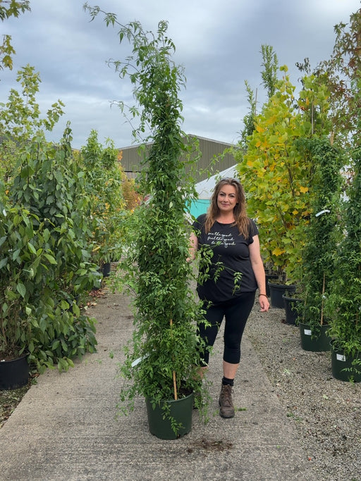Jasmine Officinale 20 Litre Pot 200cm